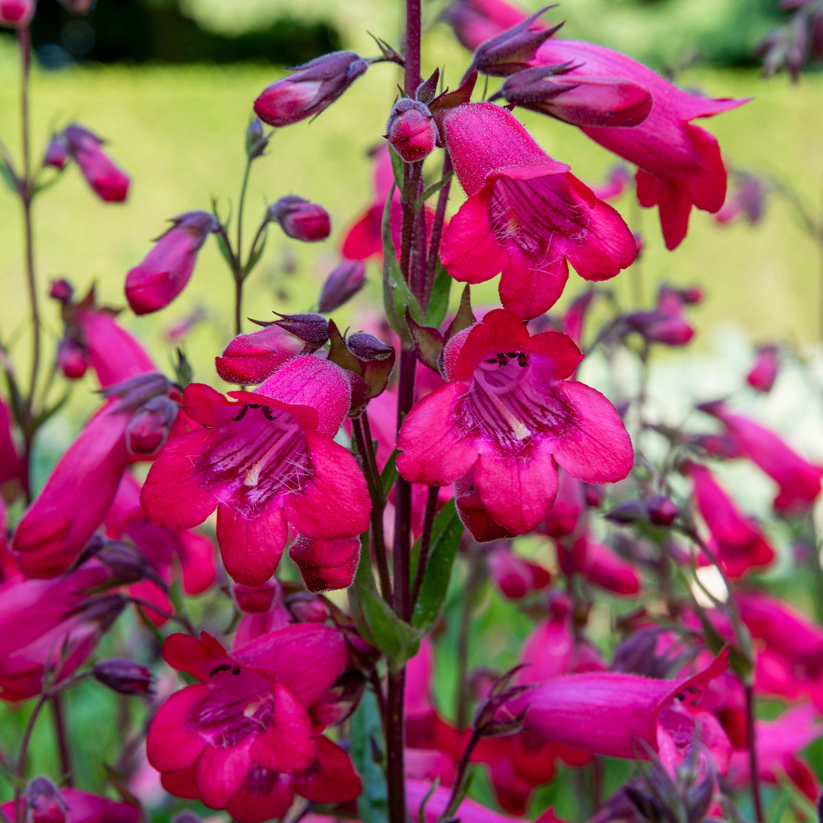 Galane Schoenholzeri - Penstemon - Penstemon apple blossom - Willemse