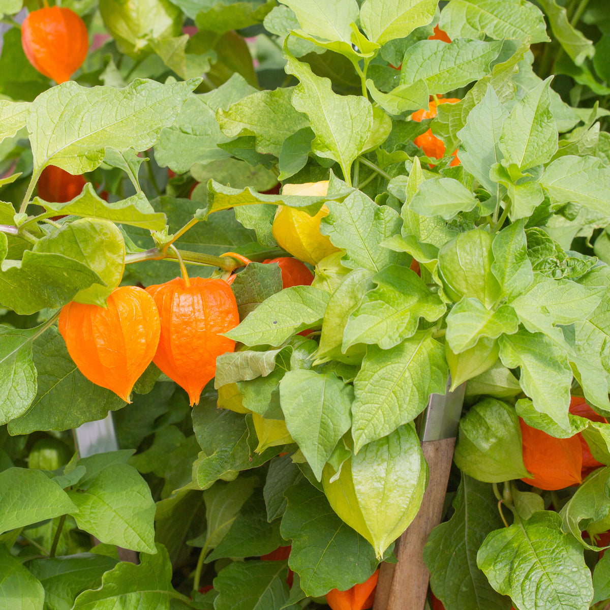 Physalis franchetii - Amour en cage