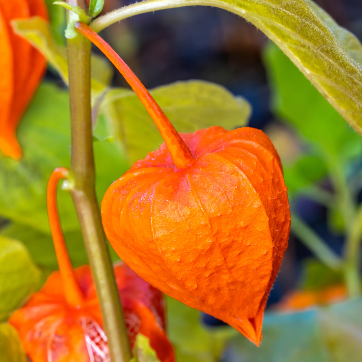 Physalis franchetii - Amour en cage