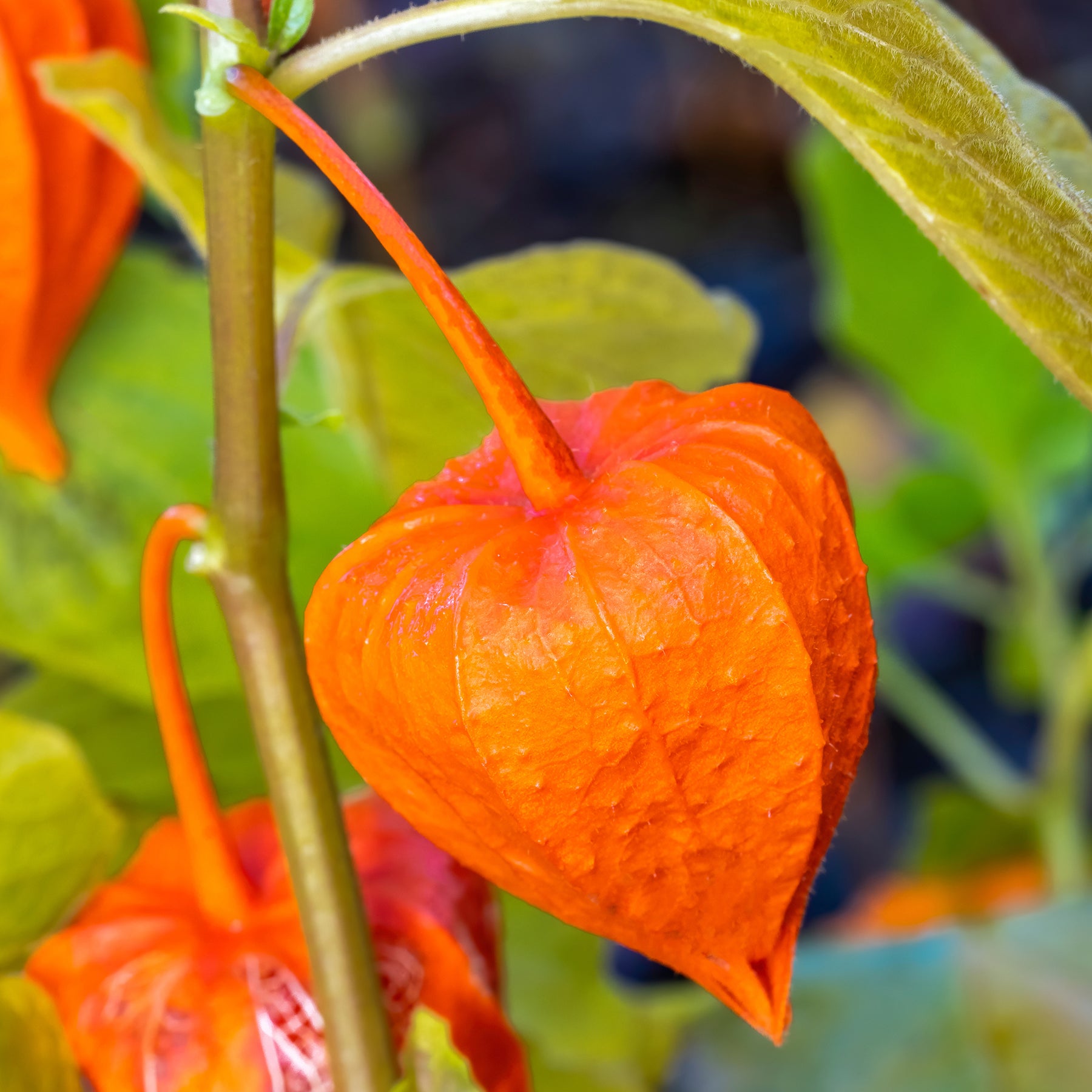 Physalis franchetii - Amour en cage