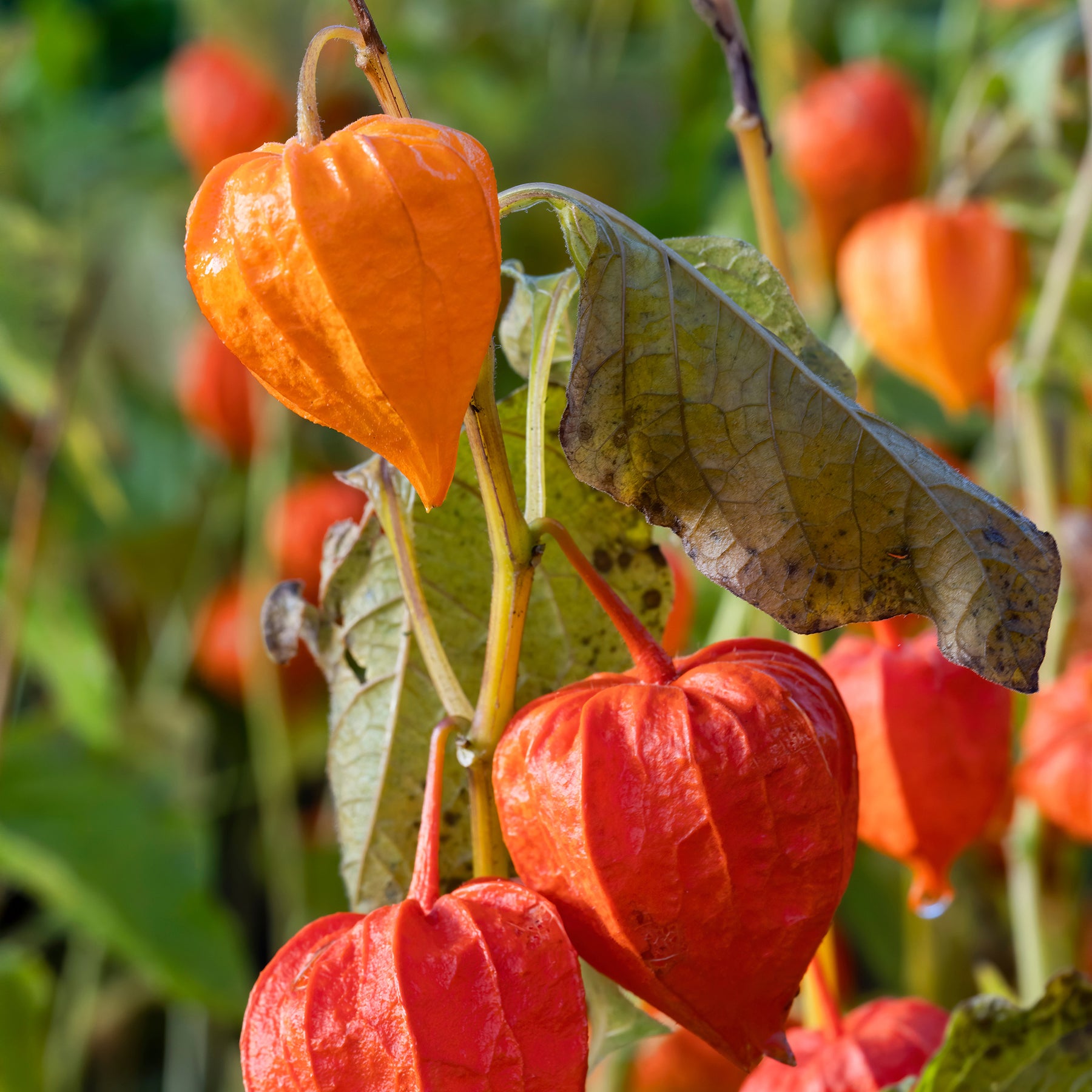 Physalis franchetii - Amour en cage