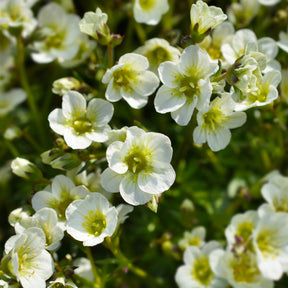 3 Saxifrages mousse Pixie White