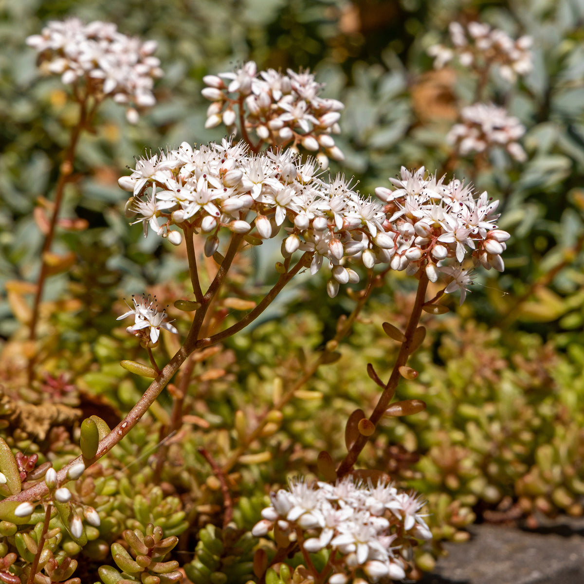 3 Sedum Coral Carpet - Willemse