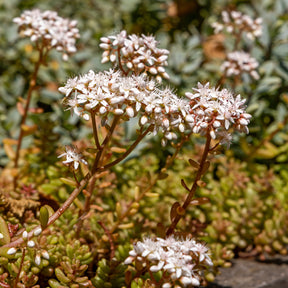 3 Sedum Coral Carpet