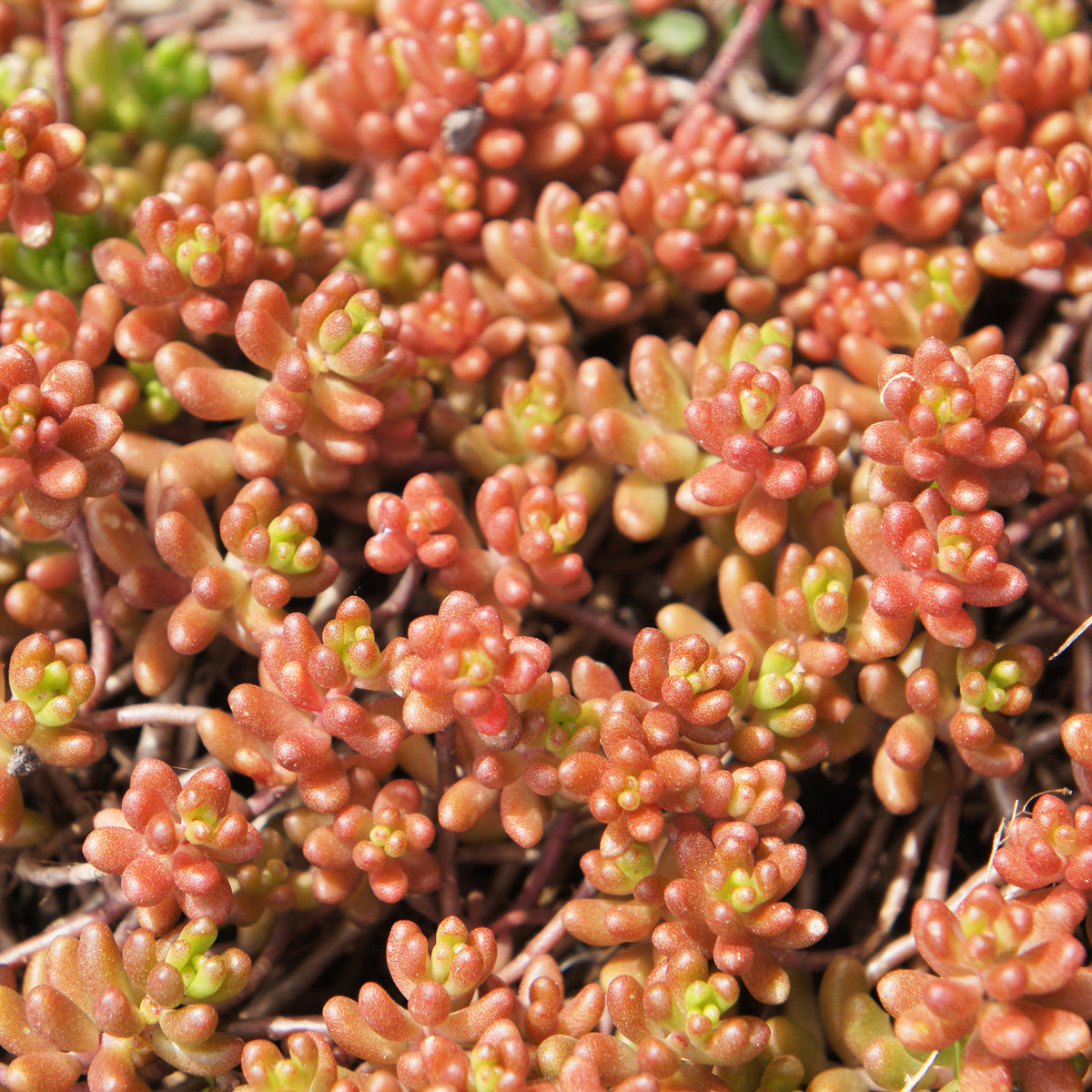 3 Sedum Coral Carpet - Sedum album Coral Carpet - Willemse