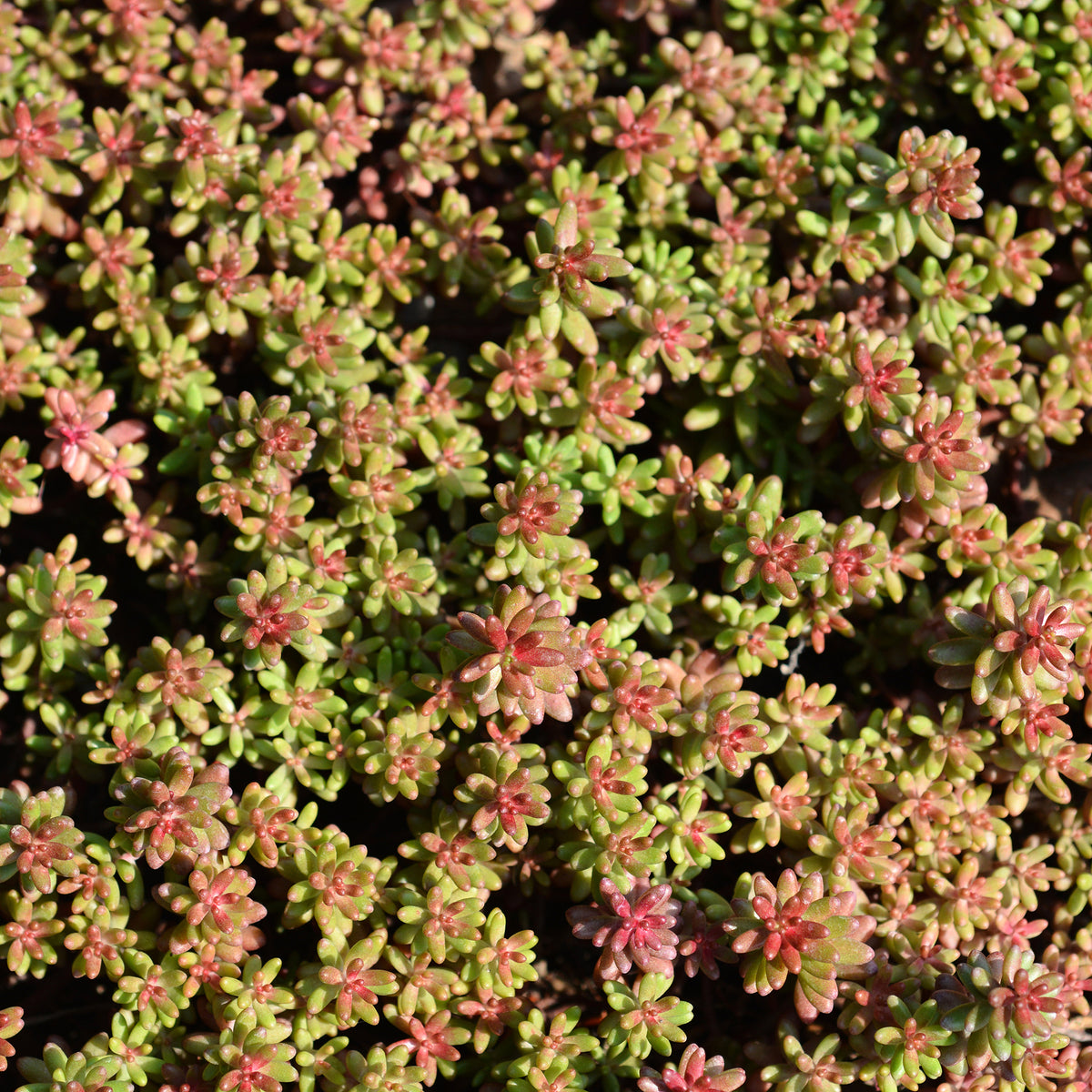 3 Sedum blanc tapissant