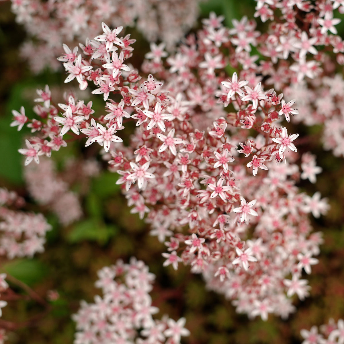 3 Sedum blanc tapissant - Sedum album Murale - Willemse