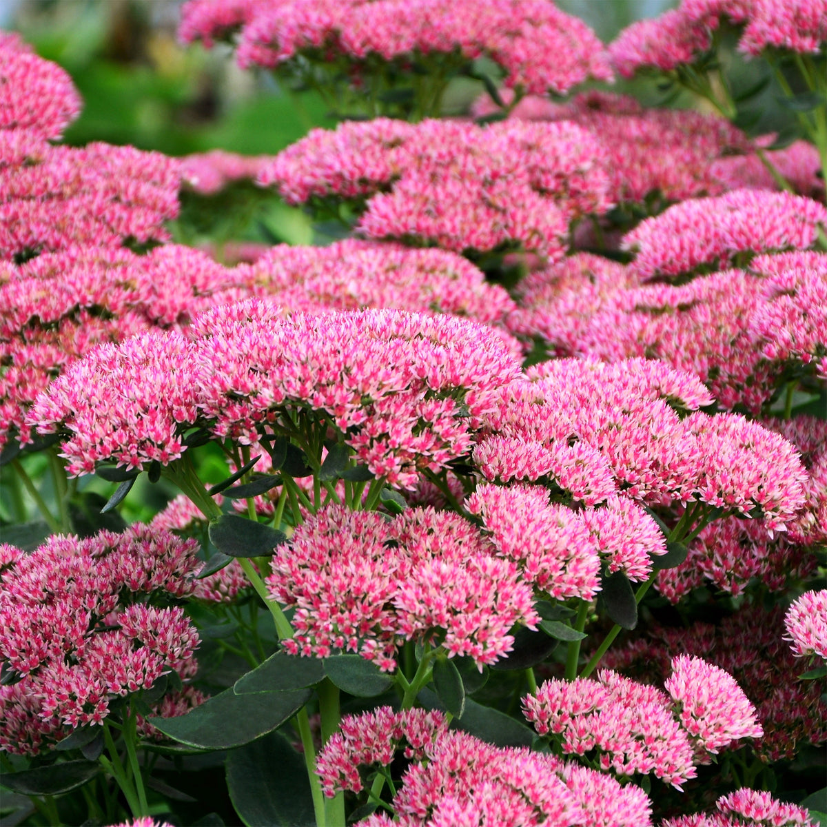 3 Sedum Herbstfreude - Autumn Joy - Willemse