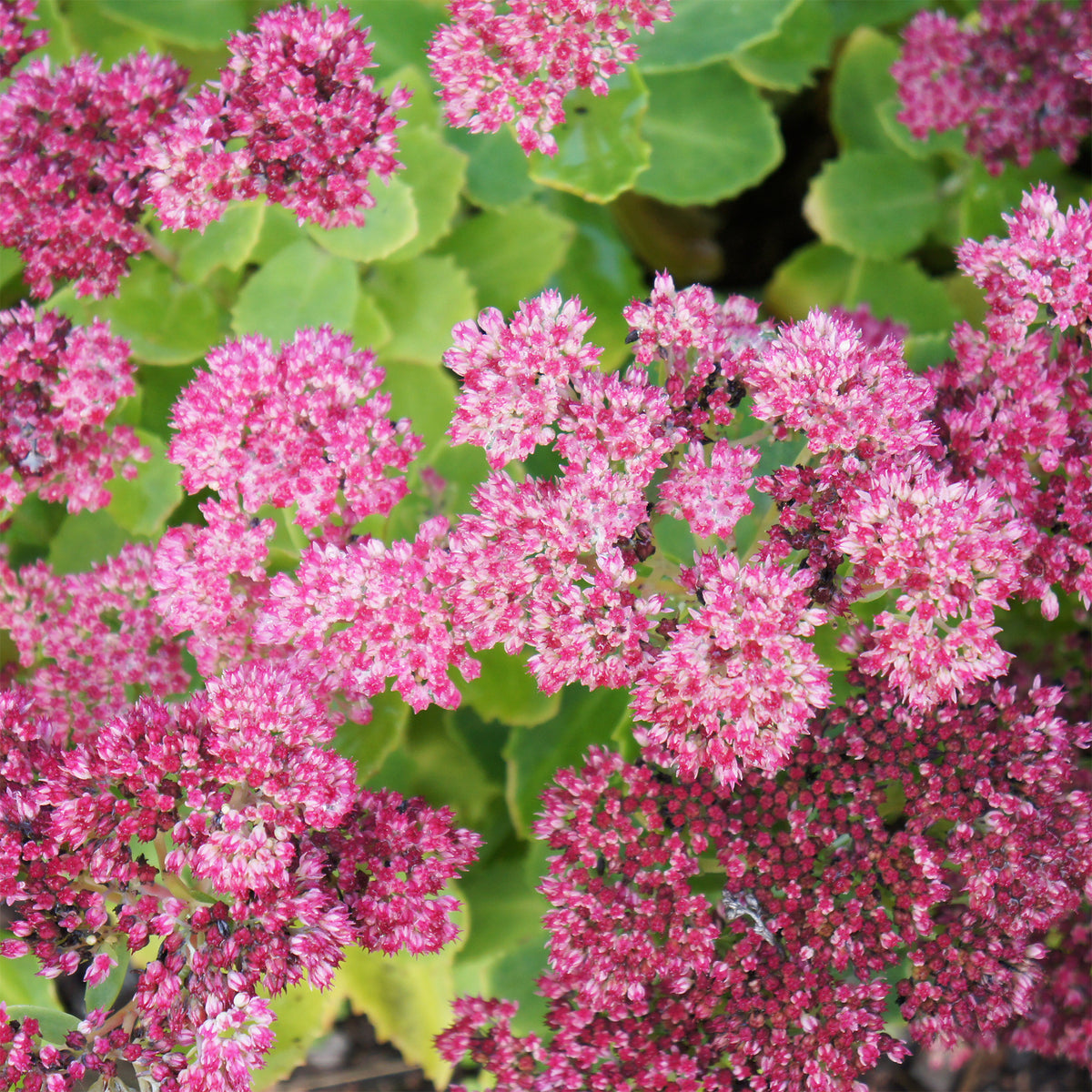 3 Sedum Brillant - Willemse