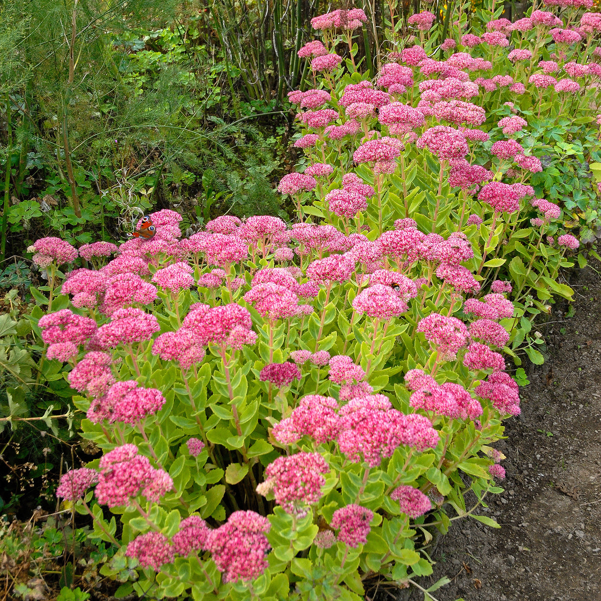 3 Sedum Brillant - Sedum spectabile brilliant ( brilliant group ) - Willemse