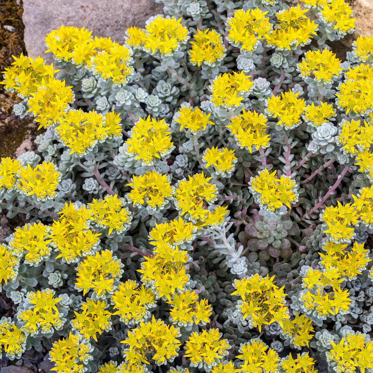 Orpin spatulé Cape Blanco - Sedum spathulifolium cape blanco - Willemse