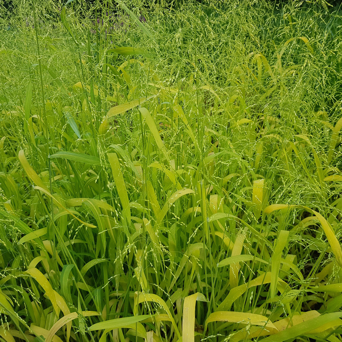 Milium effusum Aureum - Willemse