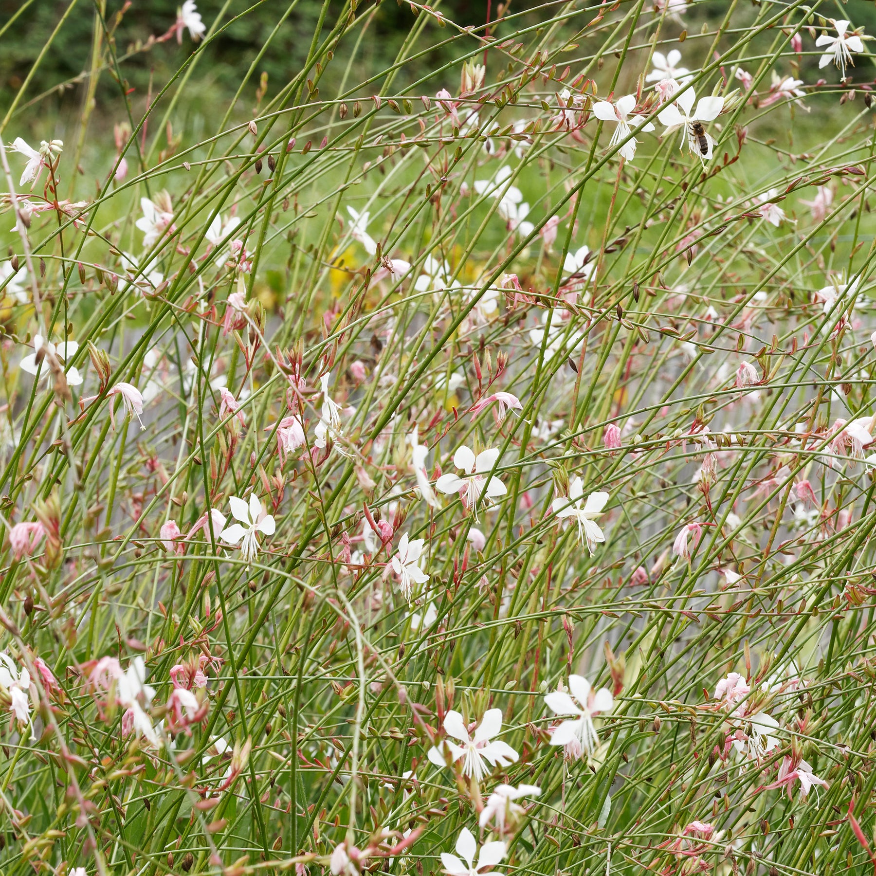 Gaura Corrie's Gold