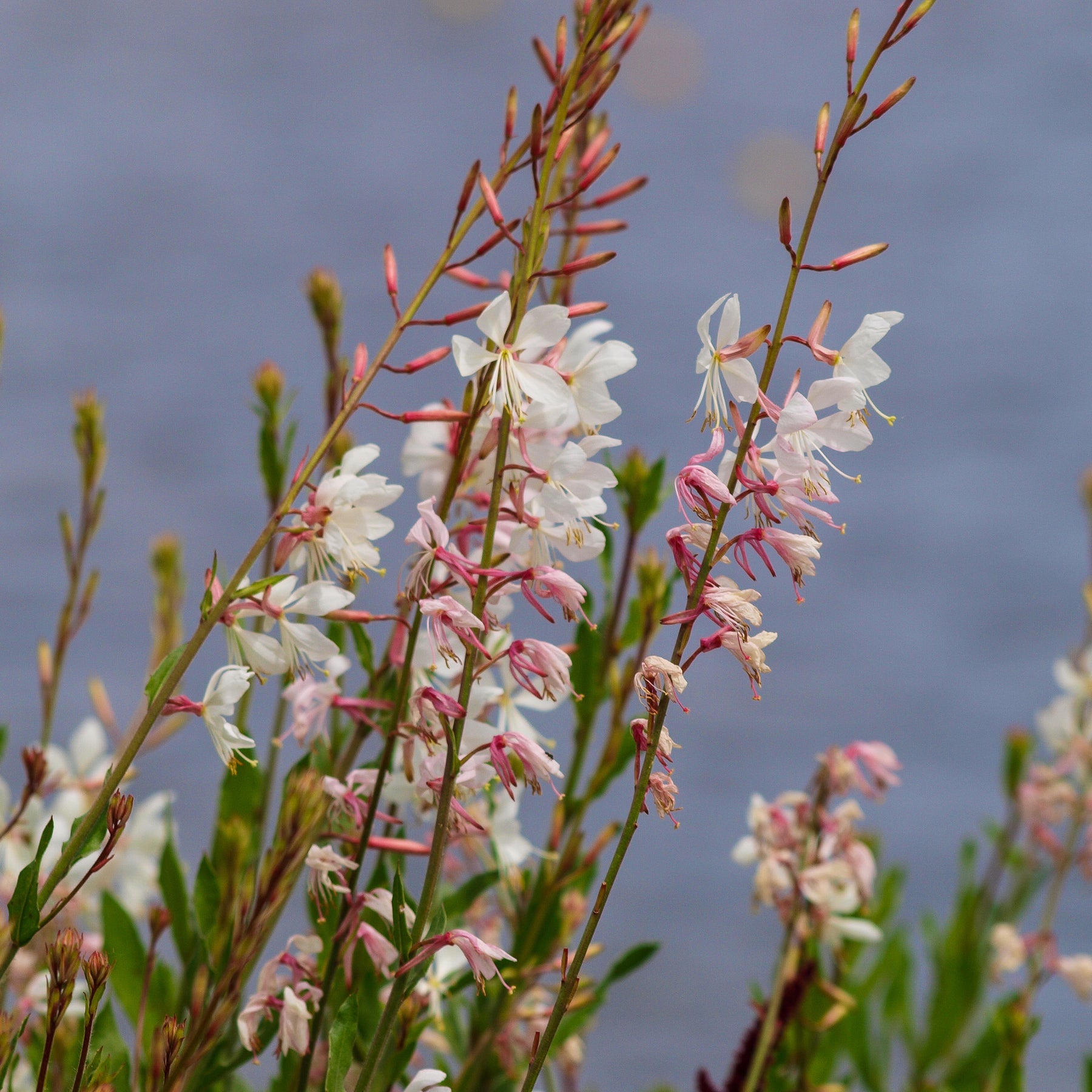 Gaura Corrie's Gold