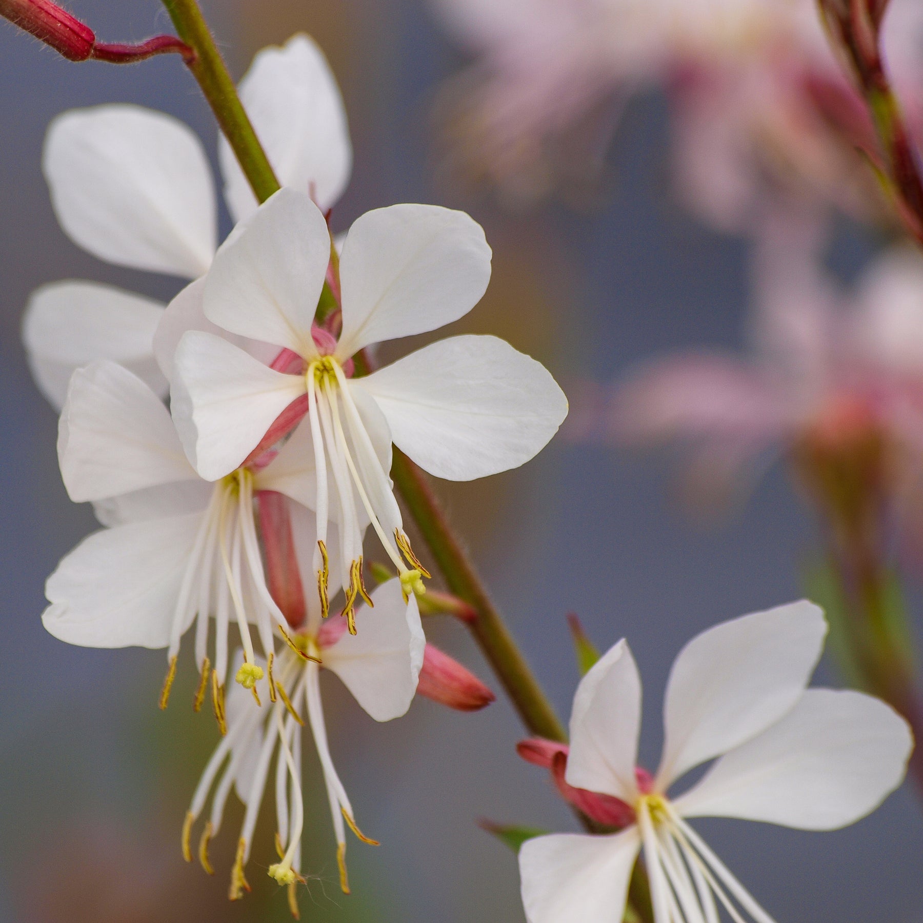 Gaura Corrie's Gold