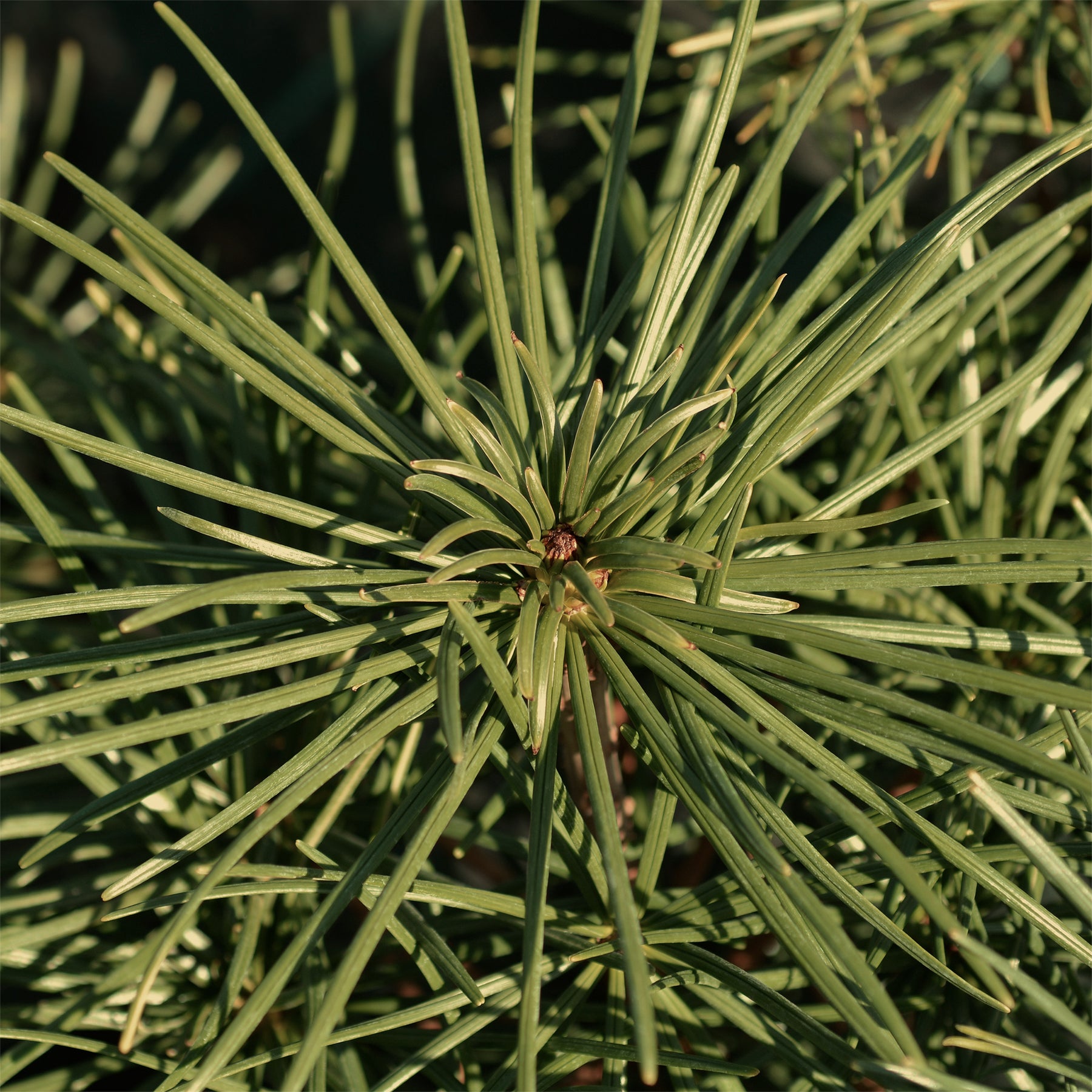 Vente Pin parasol - Pinus pinea