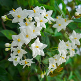 Morelle faux-jasmin - Solanum jasminoides - Plantes