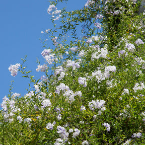 Morelle faux-jasmin - Solanum jasminoides - Plantes