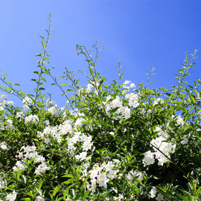 Morelle faux-jasmin - Solanum jasminoides - Plantes