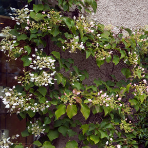 Hortensias grimpants - Hortensia grimpant du Japon - Schizophragma hydrangeoïdes