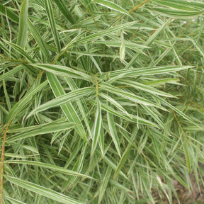 Pleioblastus fortunei variegata - Bambou nain panaché - bambou - Phyllostachys