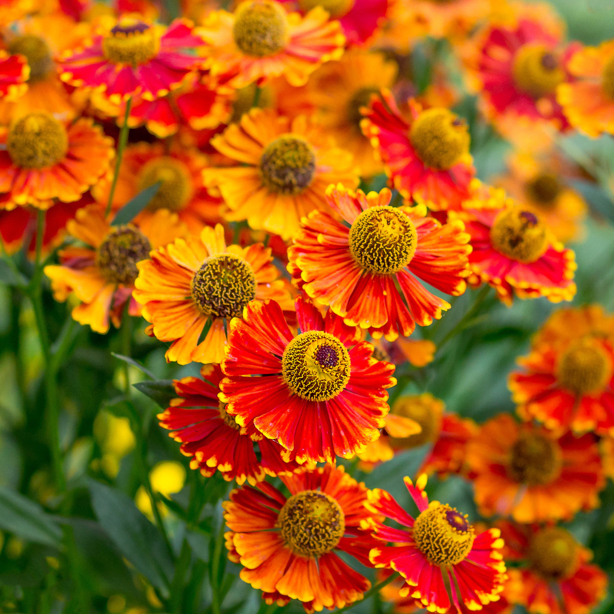 Hélénie Poncho - Helenium poncho - Willemse