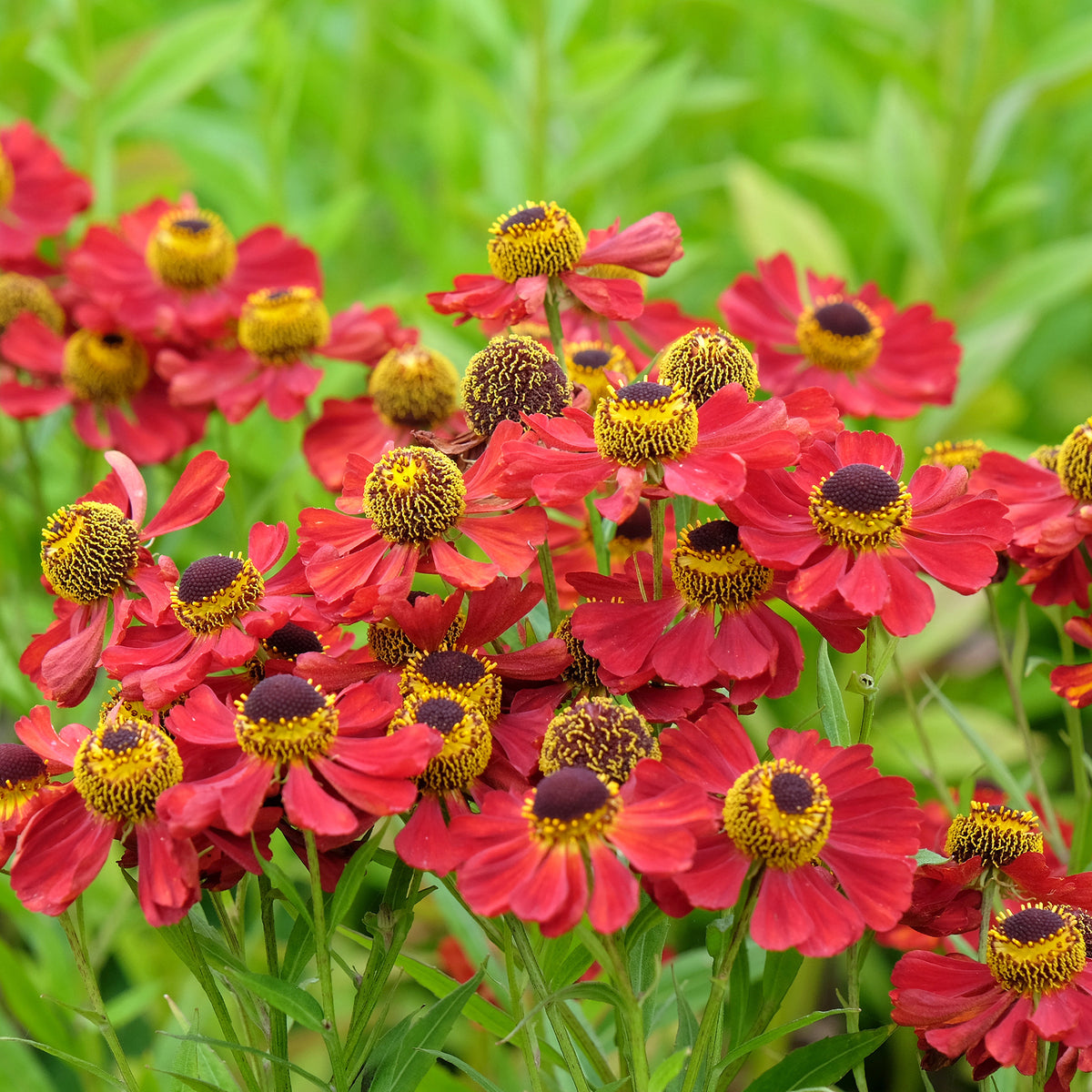 Hélénie Red Jewel - Helenium red jewel - Willemse