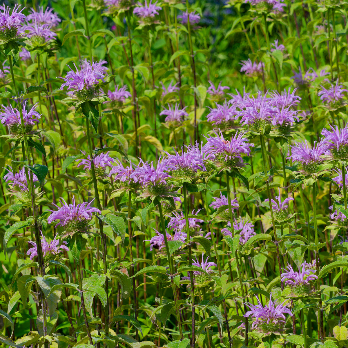 Monarde à feuille de menthes - Willemse