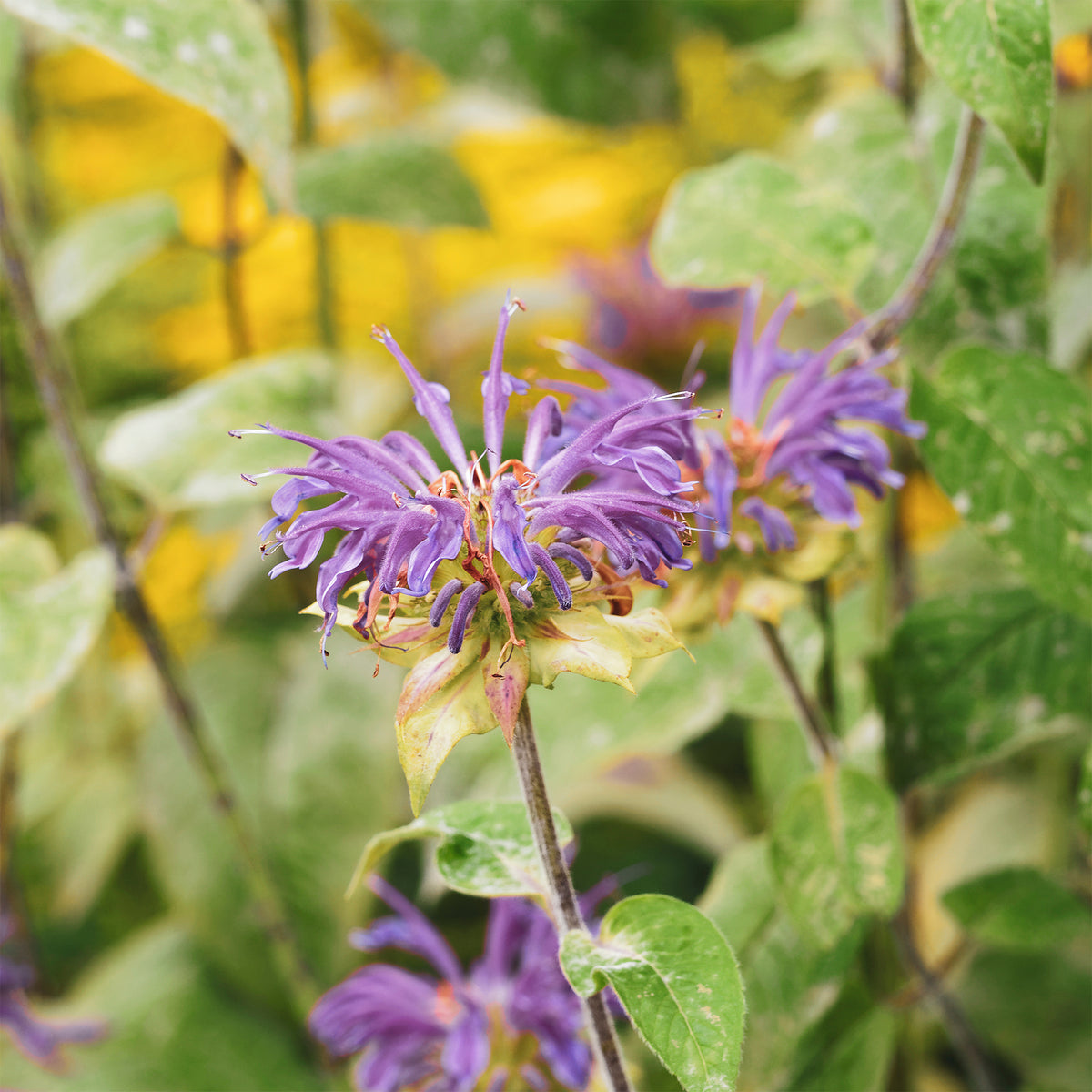 Monarde à feuille de menthes - Monarda fistulosa ssp menthifolia - Willemse