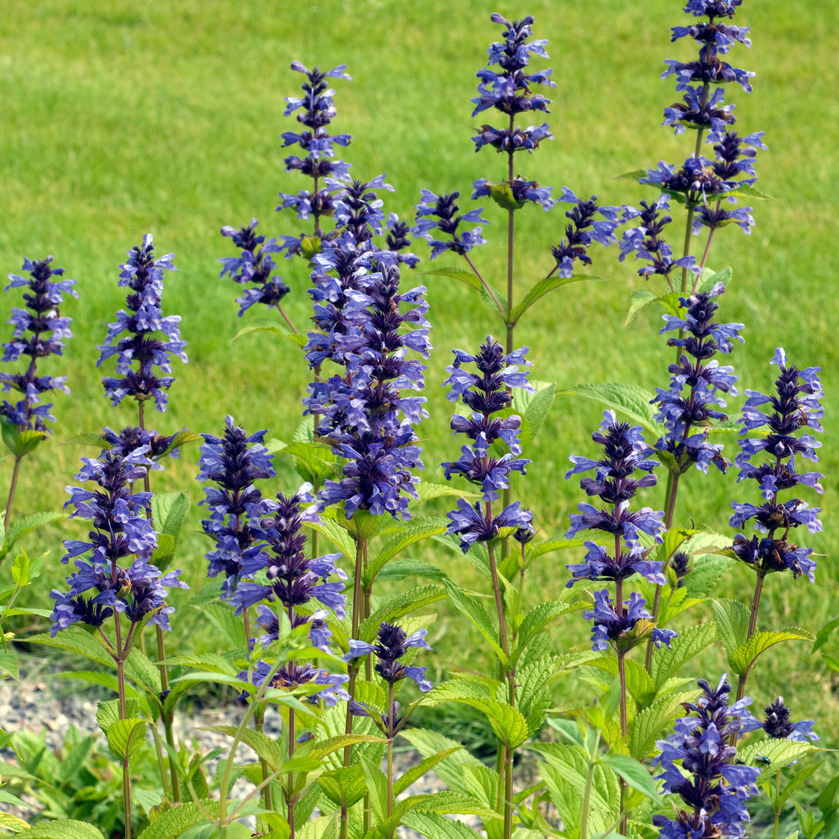 Nepeta kubanica - Willemse