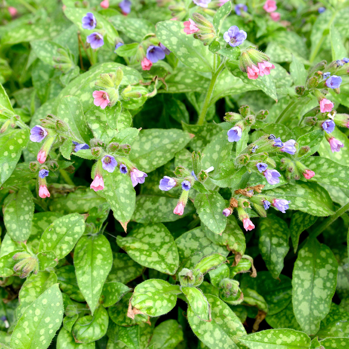 Pulmonaire Mrs Moon - Pulmonaria saccharata mrs moon - Willemse