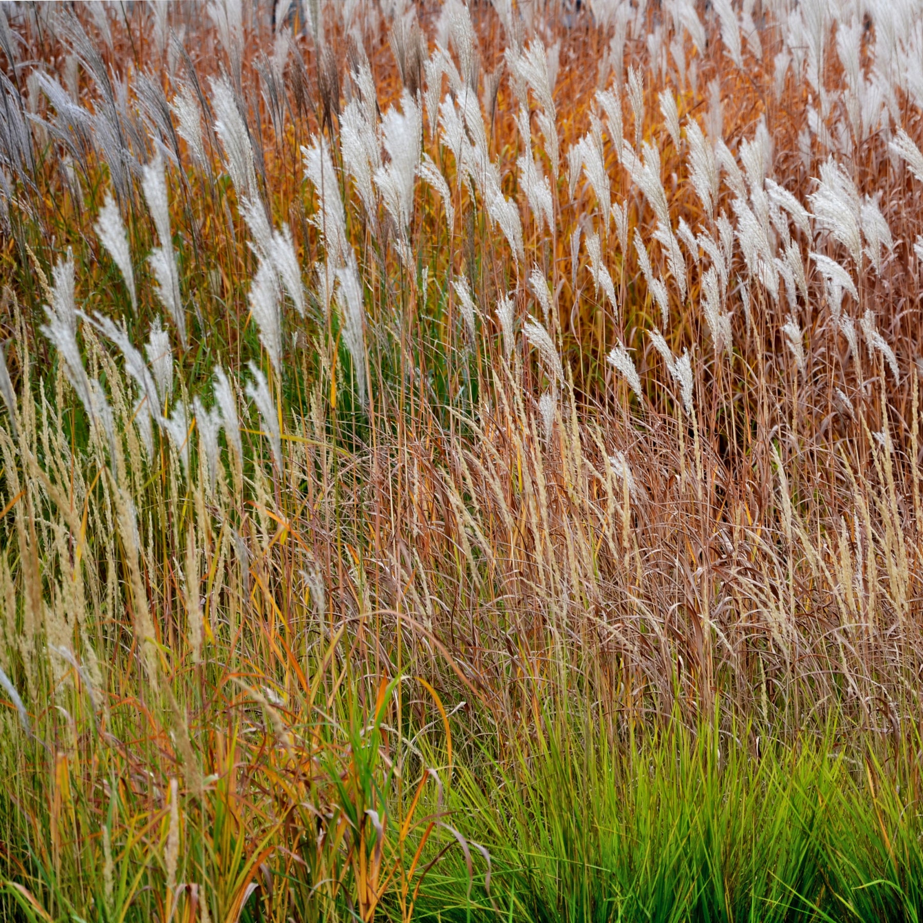 Eulalie Dronning Ingrid Roseau de Chine - Miscanthus sinensis dronning ingrid - Plantes