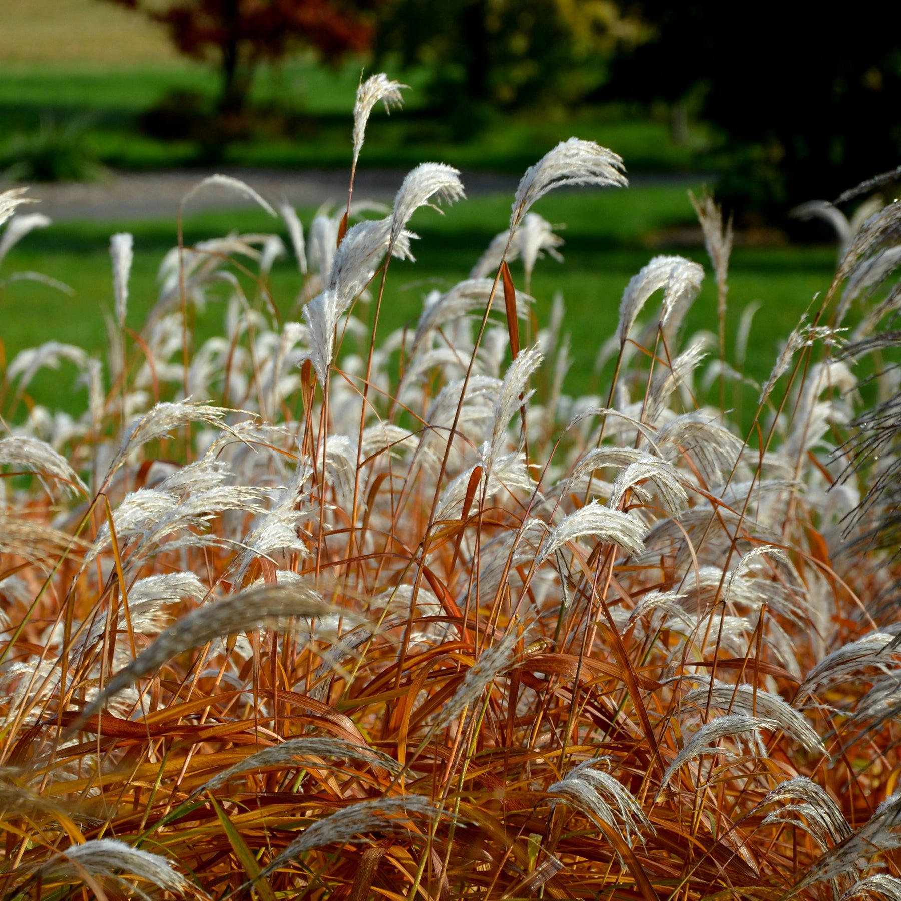 Eulalie Dronning Ingrid Roseau de Chine - Miscanthus sinensis dronning ingrid - Plantes