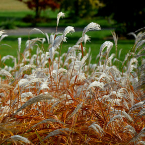 Eulalie Dronning Ingrid Roseau de Chine - Miscanthus sinensis dronning ingrid - Plantes