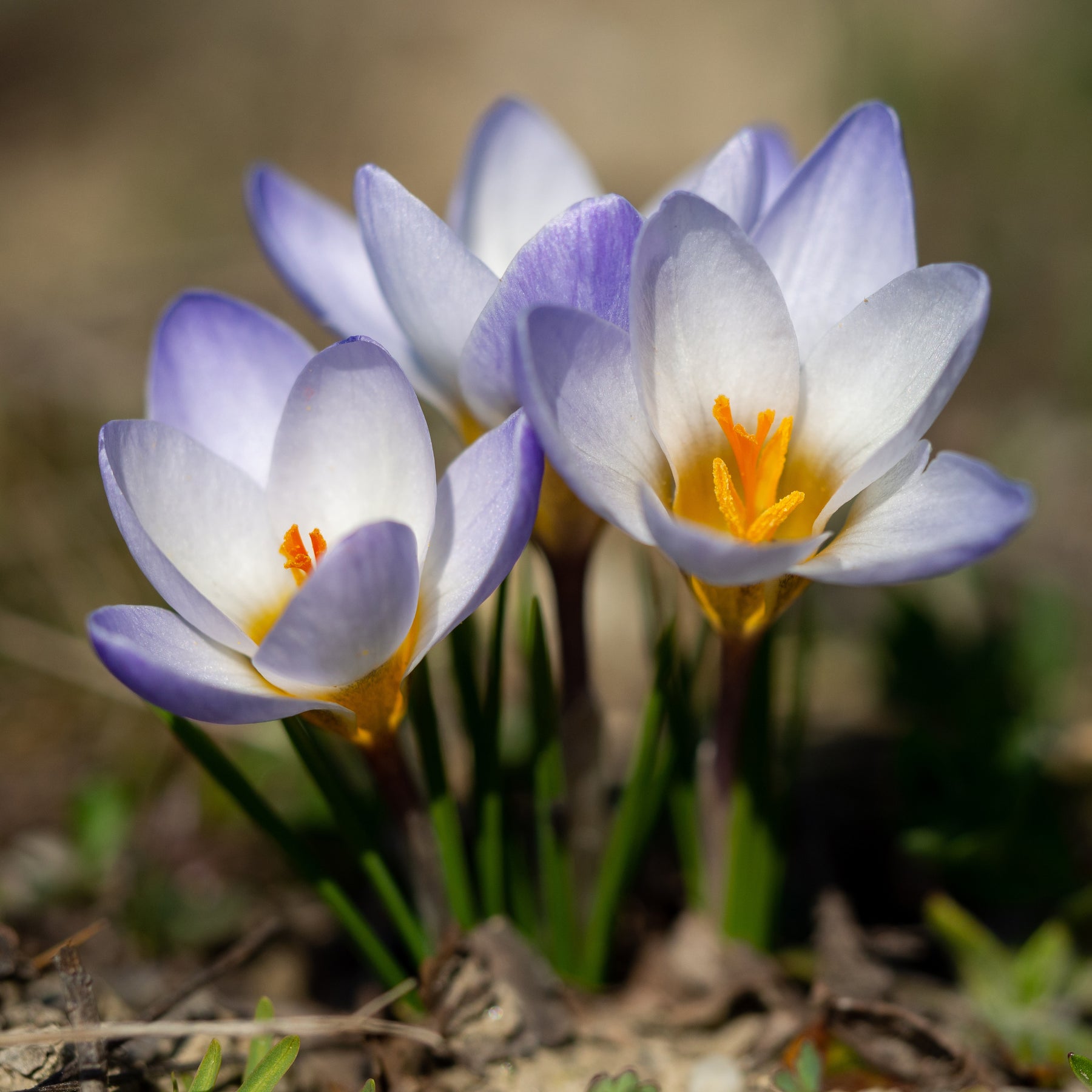 10 Crocus Blue Pearl