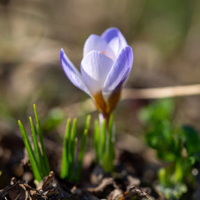 10 Crocus Blue Pearl