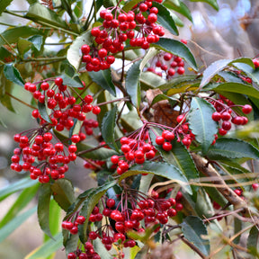 Bois de Noël