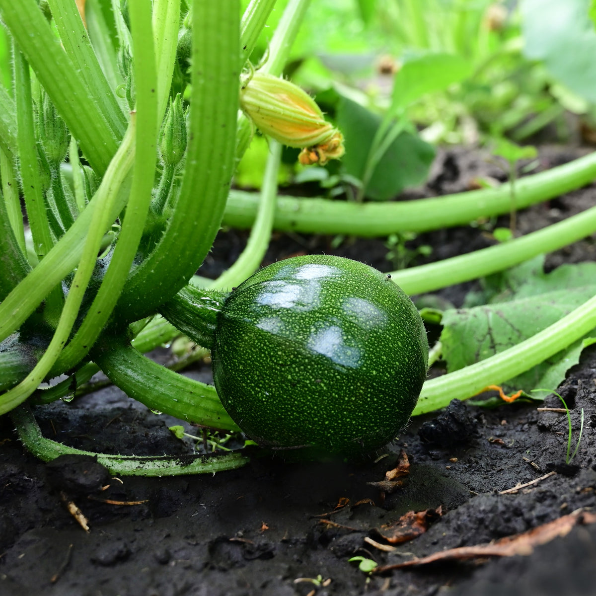 Courgette Eight Ball F1