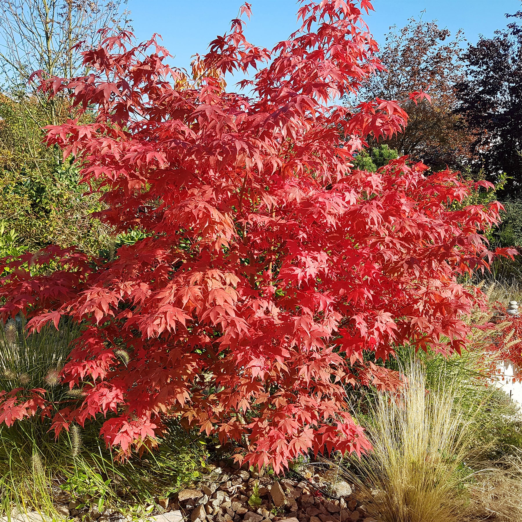 Erable du Japon Osakazuki - Acer palmatum Osakazuki - Willemse