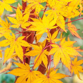 Erable du Japon Sango-kaku - Acer palmatum Sangokaku - Willemse