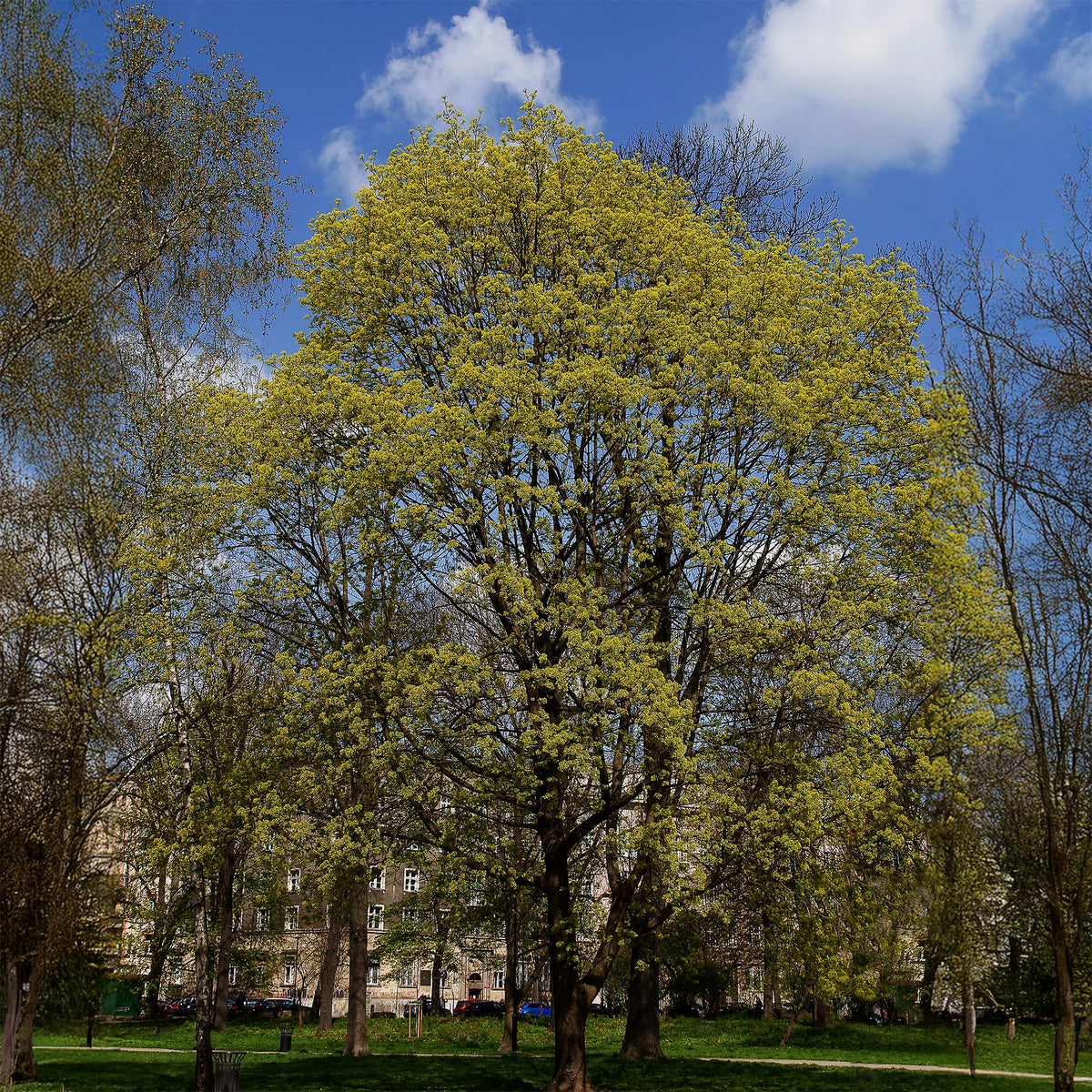 Erable plane - Acer platanoides - Willemse