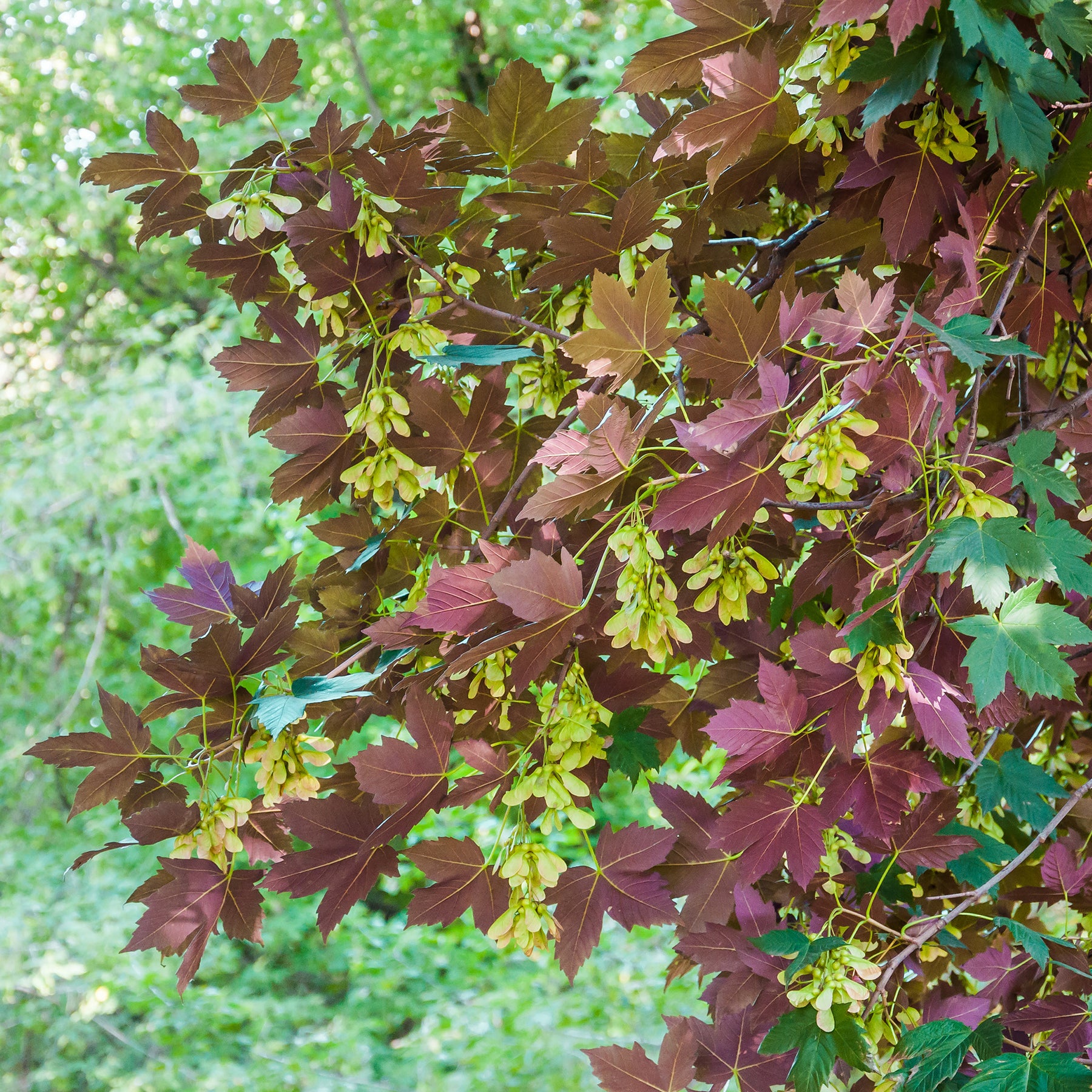 Erable sycomore Atropurpureum - Willemse