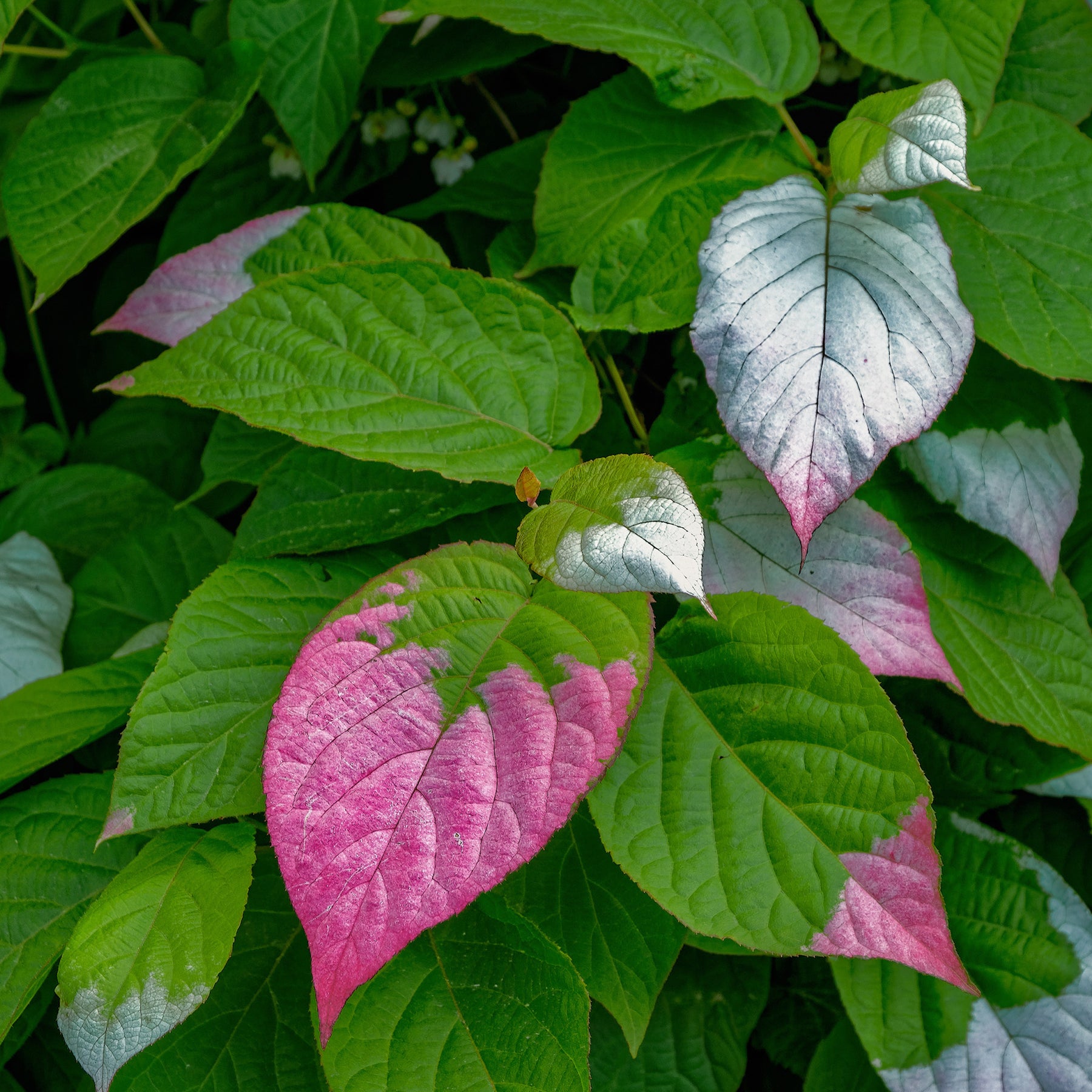 Kiwi arctique - Actinidia kolomikta - Willemse