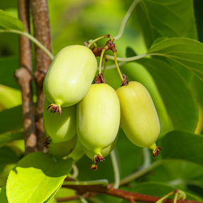 Actinidia Kiwi - Kiwi arctique - Actinidia kolomikta