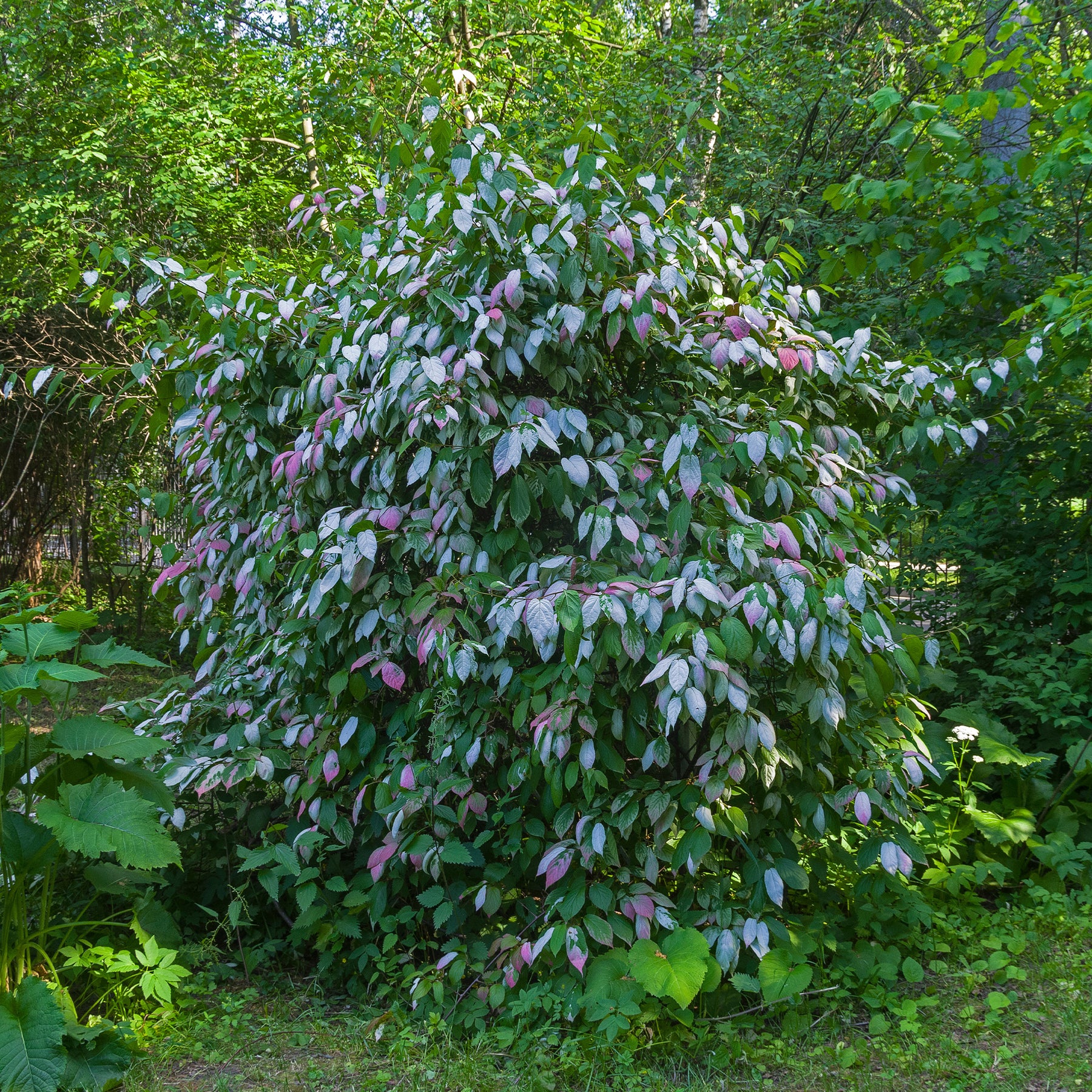 Actinidia kolomikta - Kiwi arctique - Actinidia Kiwi