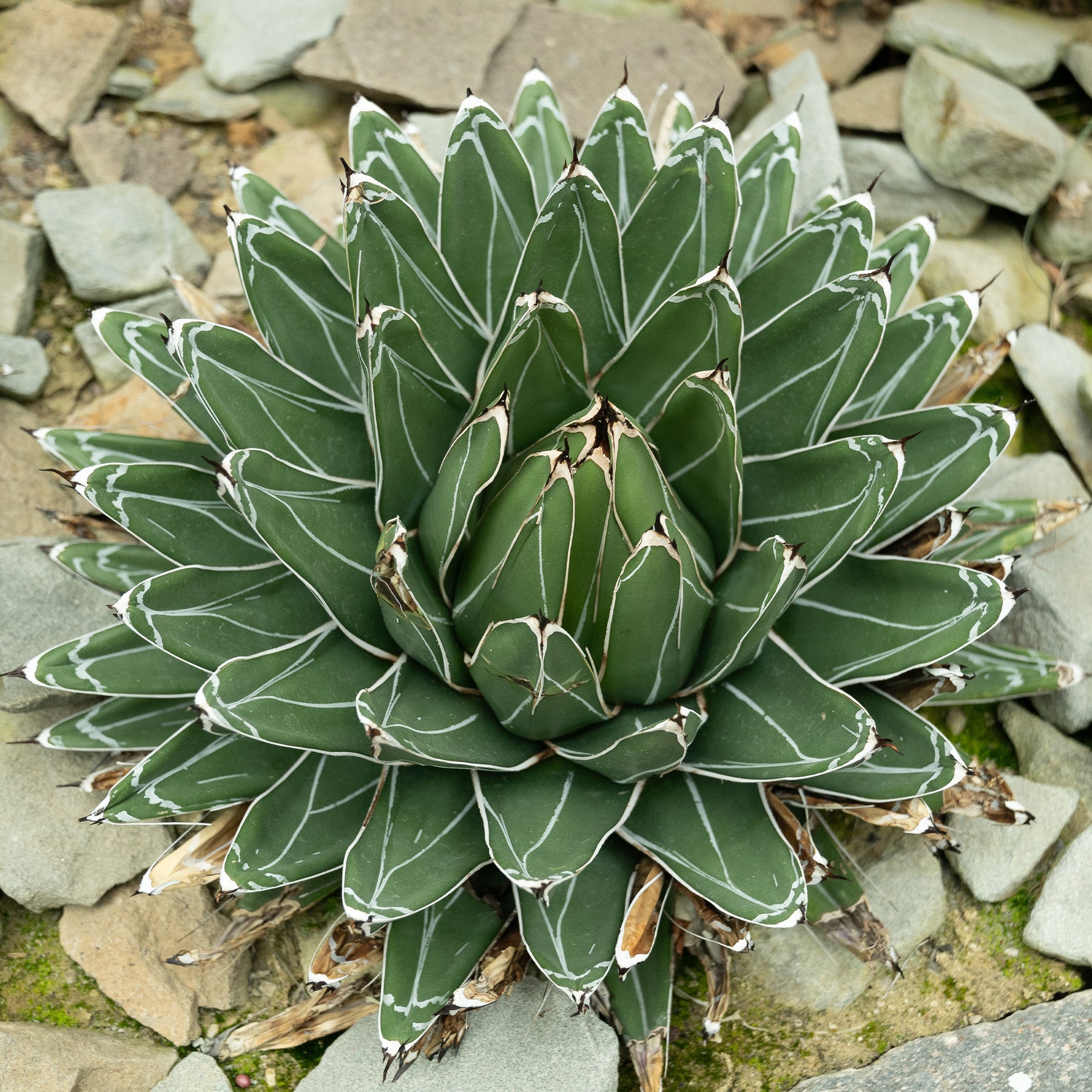 Agave - Agave de la Reine Victoria - Agave victoriae reginae