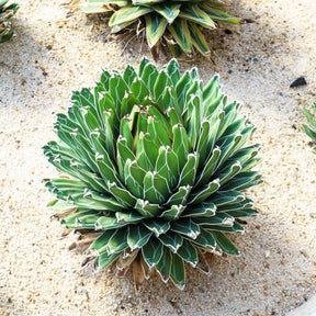 Vente Agave de la Reine Victoria - Agave victoriae reginae