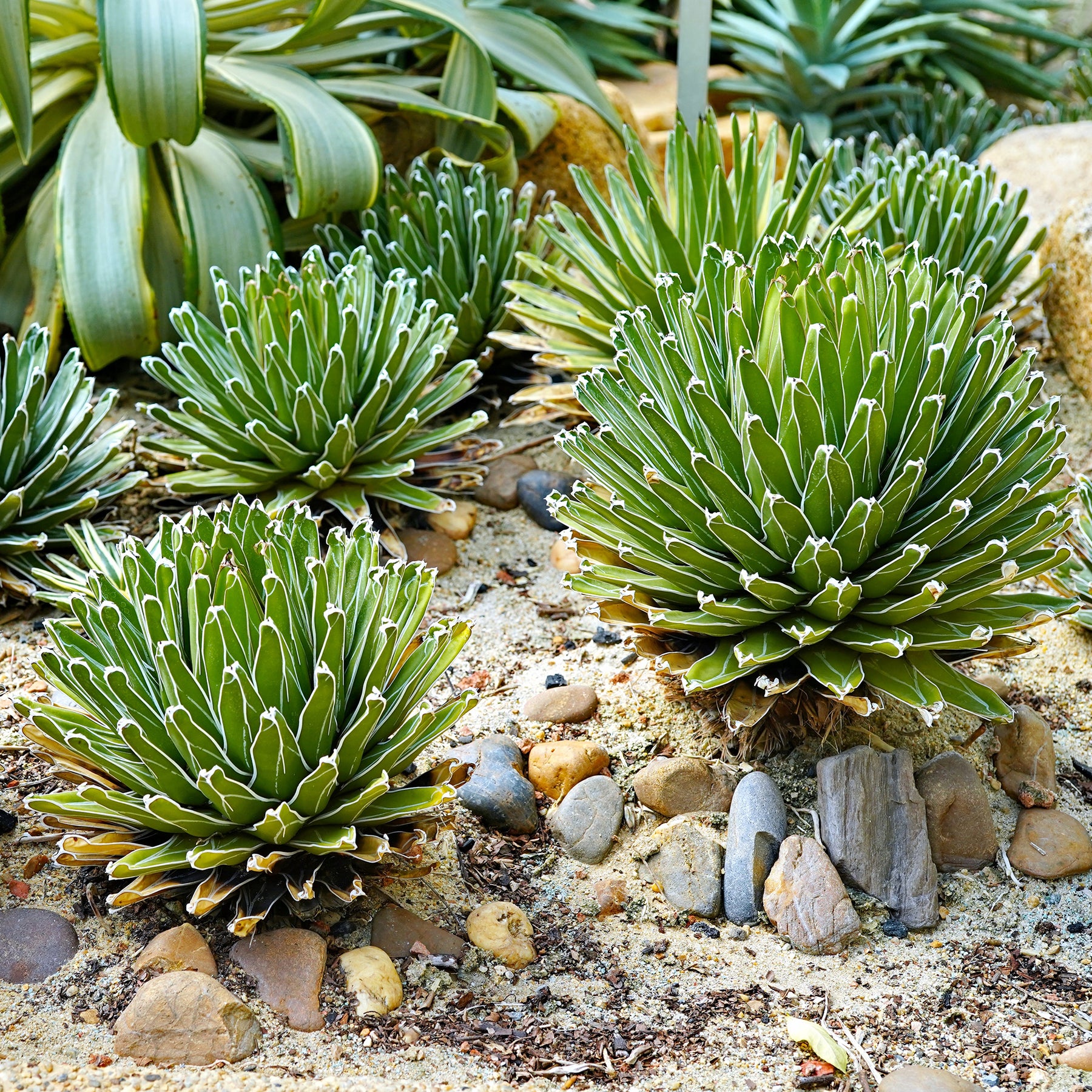 Agave victoriae reginae - Agave de la Reine Victoria - Agave