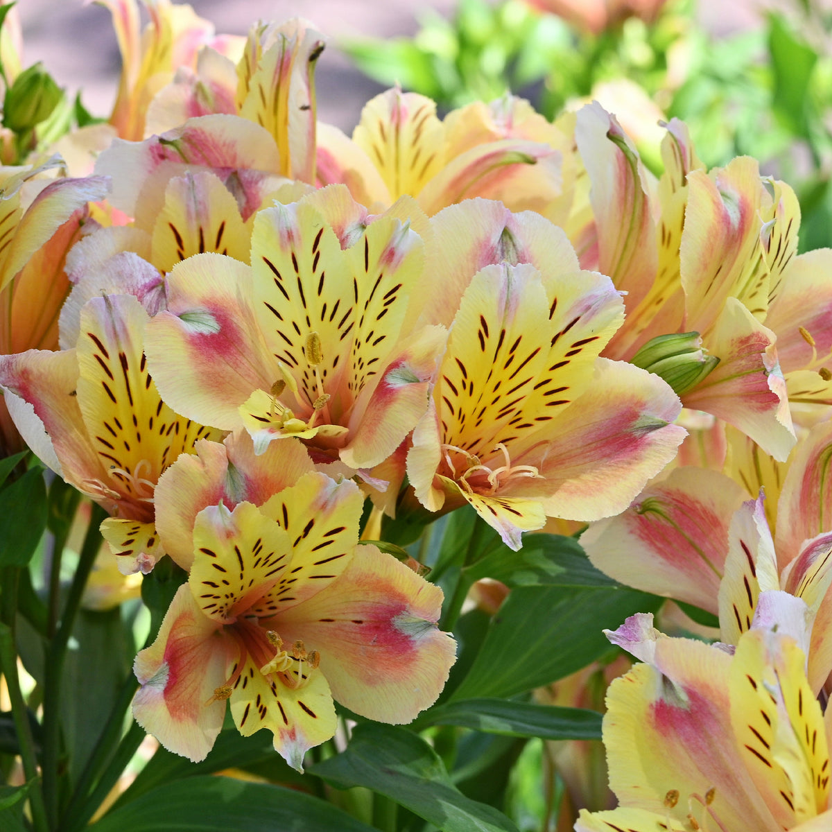 Lys des Incas - Alstroémère Duc d'Anjou Jean - Alstroemeria Duc d'Anjou Jean - Willemse