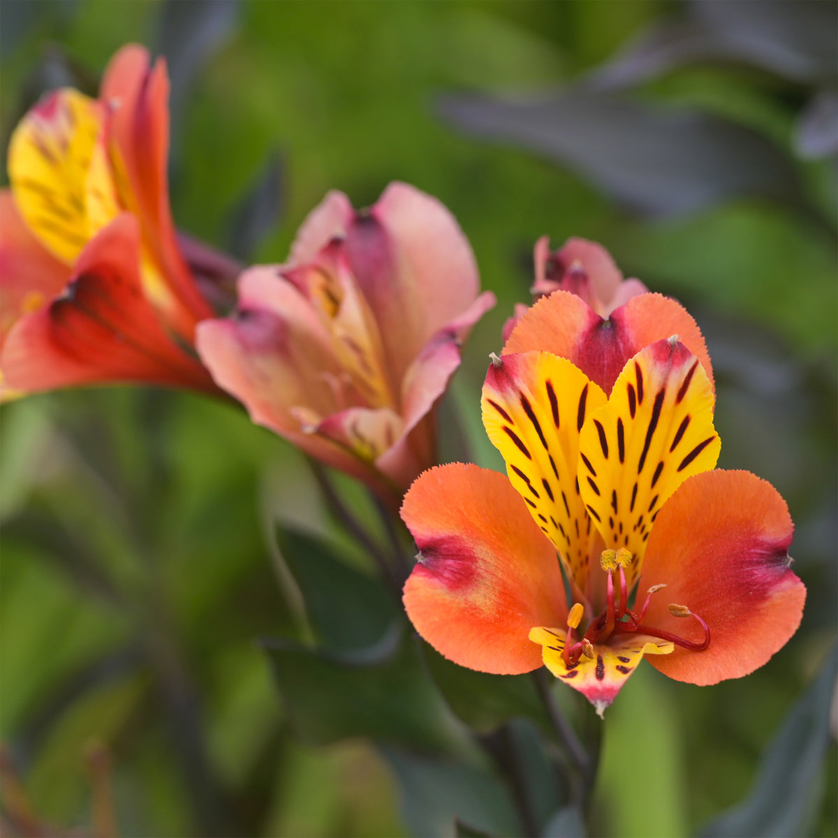 Lys des Incas - Alstroémère Majestic Brissac - Alstroemeria Majestic Brissac - Willemse